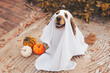 © Alina - A cocker spaniel dog dressed in a ghost costume sits on a porch surrounded by pumpkins. The dog appears happy and playful, embodying the Halloween spirit.