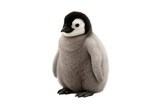 Cute fluffy baby penguin standing on white background. Perfect for wildlife and nature-themed content.