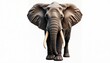 © junet - A majestic elephant stands tall, its tusks gleaming against a plain backdrop.