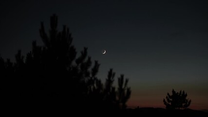 Wall Mural - crescent young moon with stars, planets and windy tree silhouettes.
