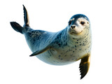 Spotted Harbor Seal Isolated on White Background
