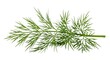 © Creative experience  - Fresh green dill herb sprig isolated on white background