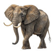 © MDAMAN - 3d african elephant with tusks isolated on transparent background