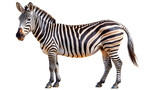 zebra on white background