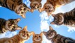 © Igor_Tichonow - Group of cats forming a circle while looking down, symbolizing teamwork, unity, or a quirky gathering in the feline world