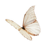 butterfly on a white background