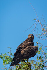 Wall Mural - Greater spotted eagle or Clanga clanga large bird of prey at keoladeo national park or bharatpur bird sanctuary forest rajasthan india. bird of prey closeup or portrait perched on tree