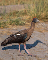 Wall Mural - Wild Red naped ibis or Indian black ibis or Pseudibis papillosa bird closeup or portrait with open bill at keoladeo national park bharatpur bird sanctuary sanctuary rajasthan india asia