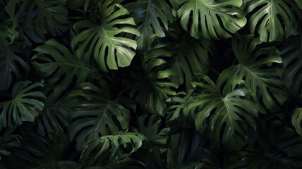  Lush monstera leaves in deep green tones. AI generated