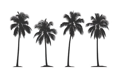 Four palm trees isolated on white background