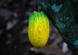 © Eric Lafforgue - Yellow cocoa pod on the tree, Région des Lacs, Yamoussoukro, Ivory Coast
