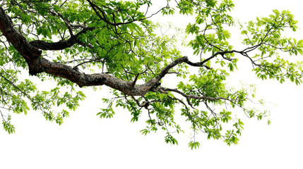 A vibrant tree branch with lush green leaves against a white isolated background.