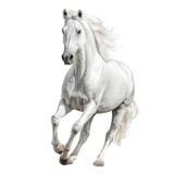 Powerful white horse in full gallop