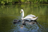 mother swan with cygnets swimming on river. white swan family