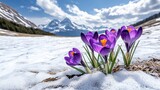 Vibrant purple crocus flowers bravely bloom amidst a blanket of pristine snow in a breathtaking alpine meadow, showcasing the resilience of nature against a backdrop of majestic