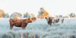 © Austockphoto - Mixed breed cattle standing in frost covered field in warm morning sunshine