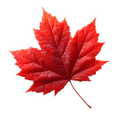 red maple leaf, transparent background, png format.
