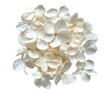 © Seek - Stunning cluster of delicate white hydrangea blossoms against a deep transparent background