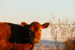 © Austockphoto - Portrait of red Angus cow looking through fence in warm morning sunshine