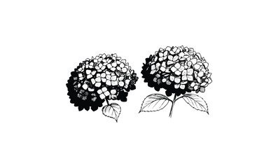 Wall Mural - detailed black and white hydrangea drawing with leaves – botanical art. vector retro hand drawn illu