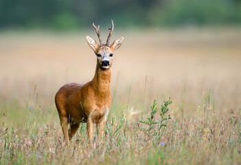 Wall Mural - Roe deer male ( Capreolus capreolus )