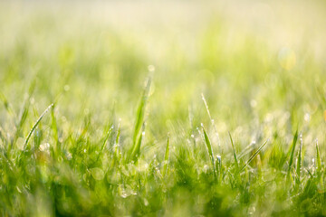 Wall Mural - wet summer green grass background