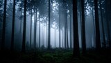 Misty, dark forest scene
