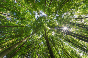 Wall Mural - a serene forest canopy beautifully lit by sunlight filtering through the leaves above