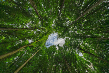 Wall Mural - a breathtakingly serene view of sunlight gently filtering through a beautiful canopy of trees