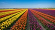 © SamTiara - Vibrant rows of colorful tulips creating a stunning striped pattern across a vast field. A concept of agricultural beauty and natural order in the springtime.