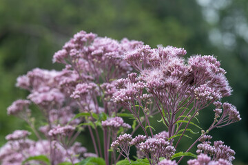 Wall Mural - Full frame abstract texture background of pink and purple Joe-Pye weed (eutrochium purpureum) wildflowers in bloom, with defocused background