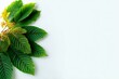 © Akarat Phasura - Kratom leaves on white background , (Mitragyna speciosa) , Generative AI