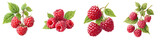 Raspberry Illustrations: Ripe Berries on White Background