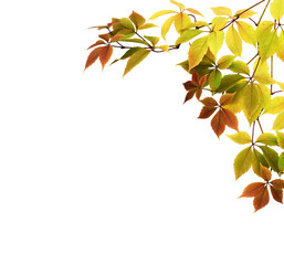 Wall Mural - twigs with colorful autumn leaves of wild grape in a corner arrangement isolated on white or transpa