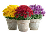 Three potted chrysanthemum plants in terracotta pots, showcasing vibrant autumn colors