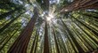 © Jimmy the Artist - Sunlight streaming through tall redwood trees in a lush forest, captured from a low angle. A peaceful, majestic nature scene with radiant sunbeams and towering tree trunks.