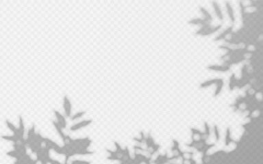 Wall Mural - abstract shadow overlay from foliage tree branch on a transparent background.