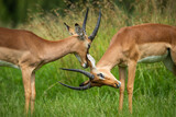 Two impalas (Aepyceros melampus) interacting with each