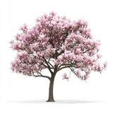 Pink Magnolia Tree in Full Bloom: Spring Blossom, Isolated on White Background