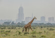 © Travel 'n' Lifestyle - View of a giraffe gracefully strides across the golden savanna, with the modern skyline piercing the hazy horizon, a meeting of wild and urban worlds, Nairobi, Nairobi County, Kenya.