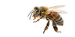 © oy - Macro view of a honey bee with detailed wings and fuzzy body showcasing its intricate anatomy and vibrant colors, ready for pollination projects, transparent background Png