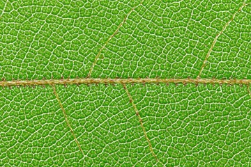 Close-up view of a vibrant green leaf's intricate vein structure