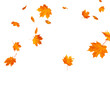 © MSTROJINA - Autumn maple leaves falling pack, vector, transparent background