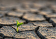 © Doziana - A tiny plant emerges from dry, cracked soil, symbolizing resilience and hope amidst arid conditions.