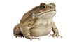 © Saddam StudioX - A brown toad isolated on a transparent background