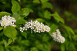 © Anna - Bird cherry branch with white flowers - Latin name - Prunus padus