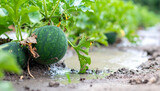Flooded watermelon plants in destroyed garden, natural disaster. Rising water, disaster aftermath.
