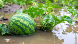 Flooded watermelon plants in destroyed garden, natural disaster. Rising water, disaster aftermath.