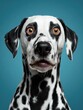 © Johannes - Studio portrait of a dalmatian dog with a surprised face isolated on blue background