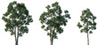 © Viktoria - Set of Eucalyptus globulus (commonly known as Tasmanian blue gum or southern blue gum) frontal isolated png in sunny daylight on a transparent background perfectly cutout